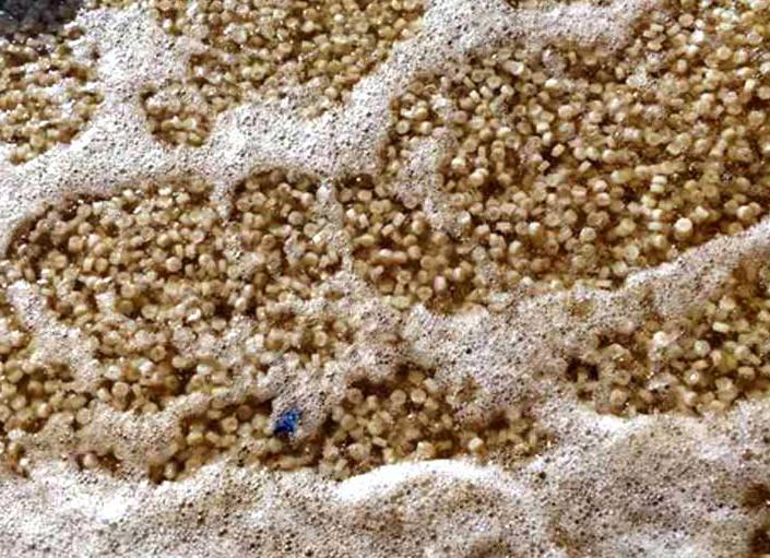 MOVING BED BIO-REACTOR ( MBBR )